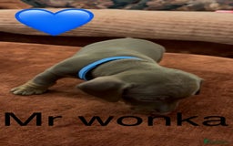 Miniature Dachshund dogs for sale: Miniature dachshund puppies  - Advert 9