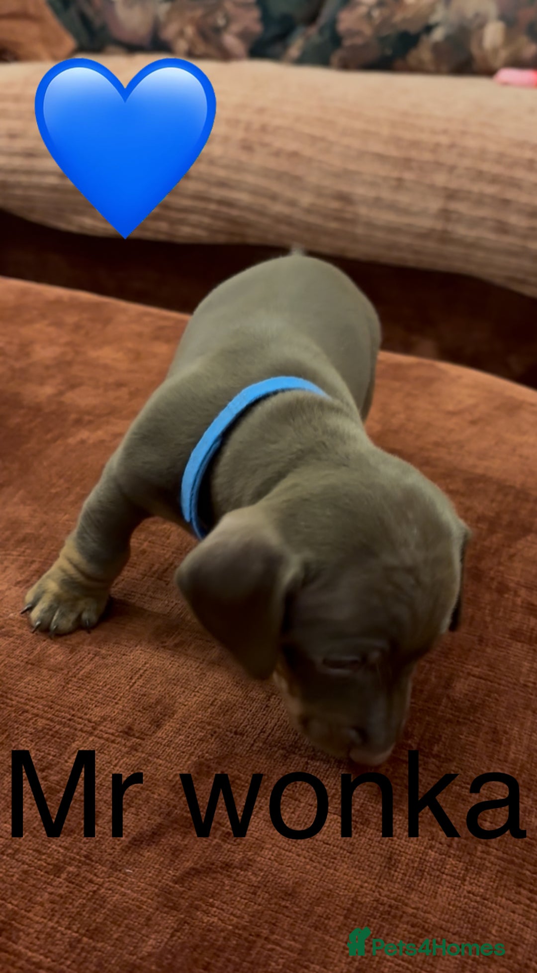 Miniature Dachshund dogs for sale: Miniature dachshund puppies  - Advert 9