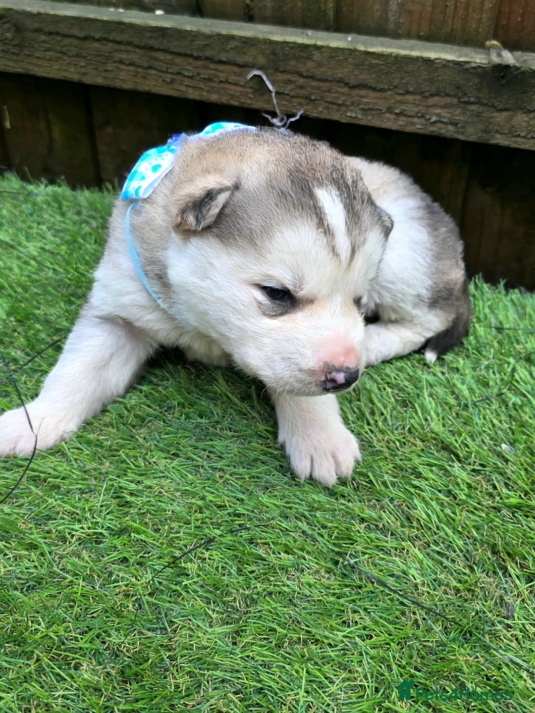 Siberian Husky dogs for sale: Siberian husky puppies  - Advert 10