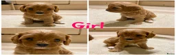 Cavapoo dogs for sale: Cavapoo pups from HEALTH TESTED KC parents in Ashford - Advert 9