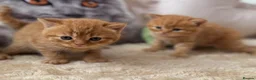 British Shorthair cats for sale: 🧡✅BSH red and lilac 💜Tica reg  - Advert 7