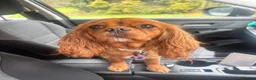 Cavalier King Charles Spaniel dogs for sale: Lovely 5yr old ruby CKCS  - Advert 3