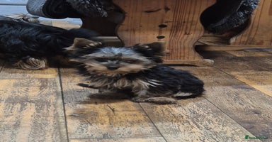 Yorkshire Terrier dogs - Advert 8
