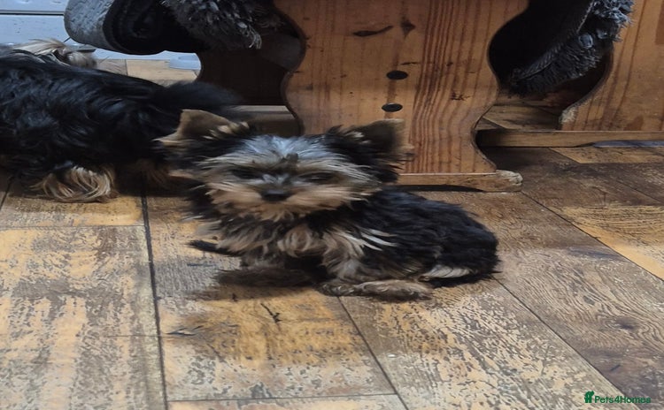 Yorkshire Terrier dogs - Advert 1