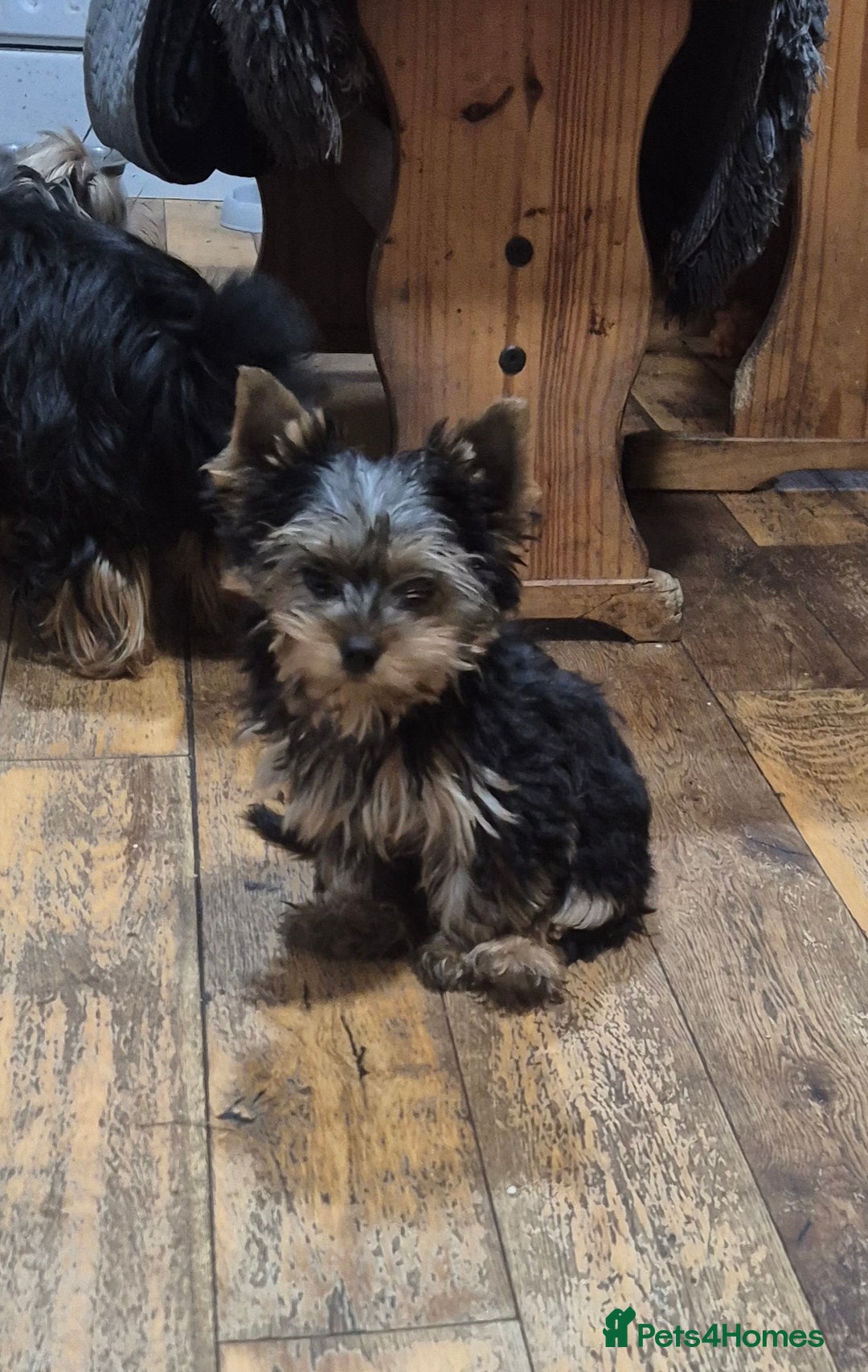 Yorkshire Terrier dogs for sale: Yorkshire Terrier Baby face boys for Sale  😍 - Image 5