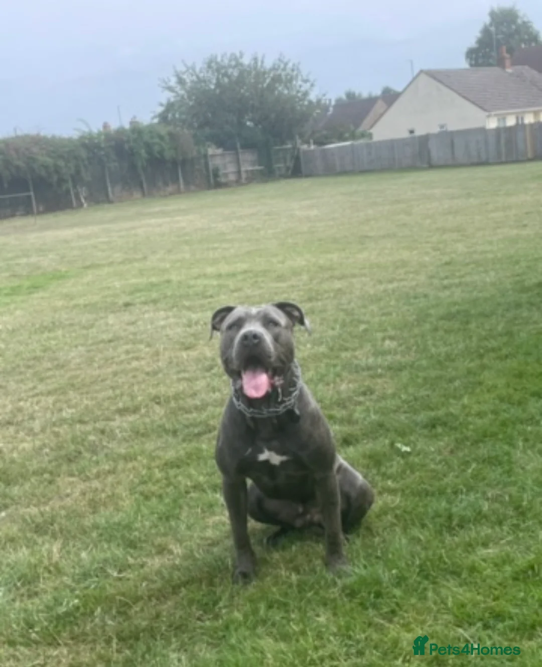 Mixed Breed dogs for stud: Canecorso x American bully  - Advert 1