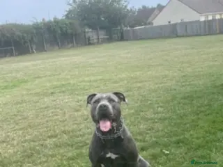 Mixed Breed dogs Canecorso x American bully in Wisbech - Advert 4