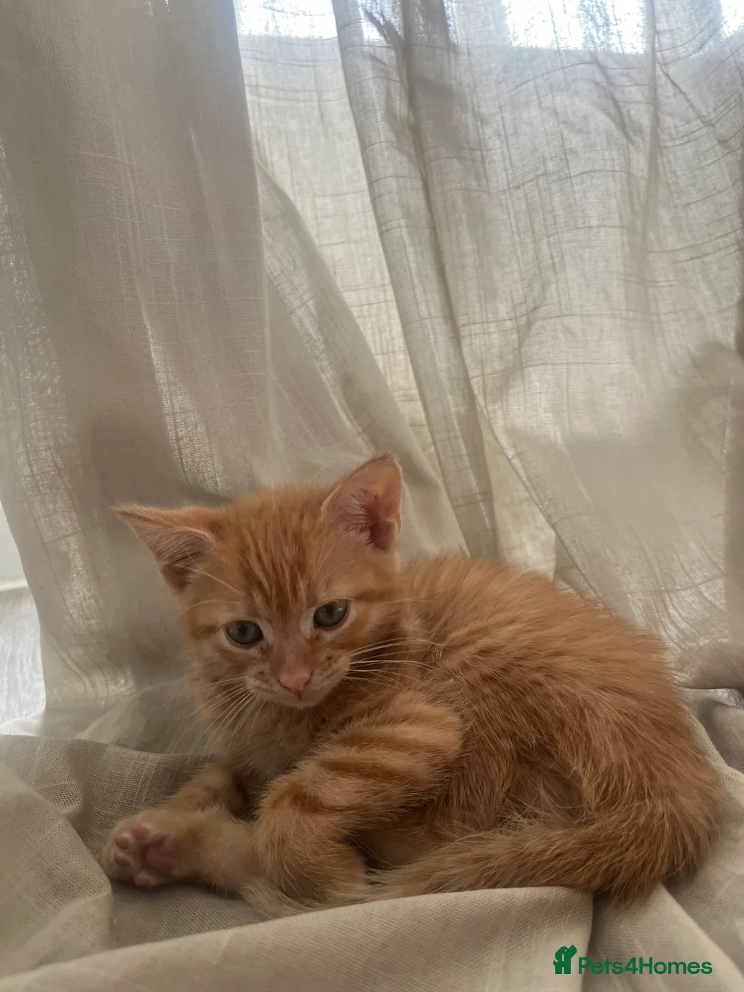 Mixed Breed cats for sale: Two female Cats - Advert 2