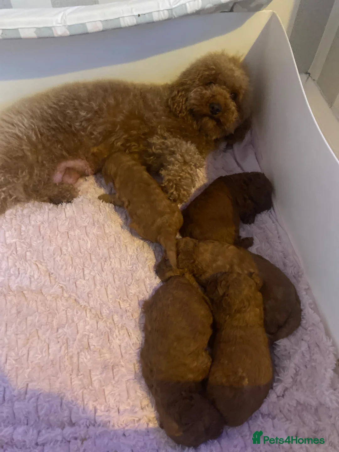 Cavapoochon dogs for sale: Cavapoochons 🐶🐶 - Advert 1