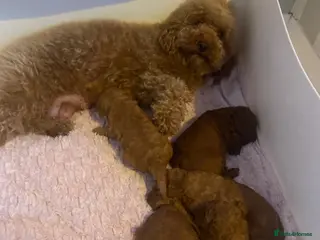 Cavapoochon dogs Cavapoochons 🐶🐶 - Advert 1