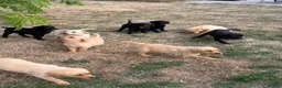 Labrador Retriever dogs for sale: 🖤🧡Fabulous Puppies Looking for a 5⭐️ home  - Advert 5
