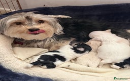Morkie dogs for sale: +44 7794 219509 Mini morkie for sale  - Image 2