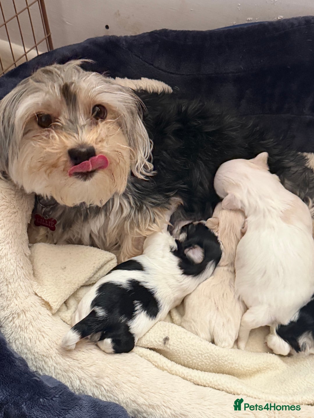 Morkie dogs for sale: +44 7794 219509 Mini morkie for sale  - Image 2
