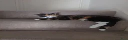 Mixed Breed cats for sale: Kittens:2 ginger/white girls, 1 calico girl, 2 Tux - Advert 5