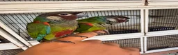 Conures birds for sale: Stunning Hand tame painted conures - Advert 2