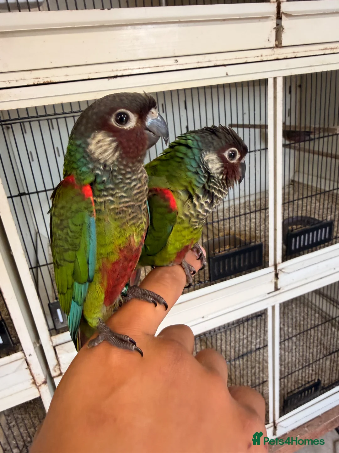 Conures birds for sale: Stunning Hand tame painted conures - Advert 2