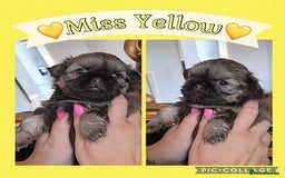 Shih Tzu dogs for sale: Stunning KC chocolate imperial Shihtzu puppies - Image 23