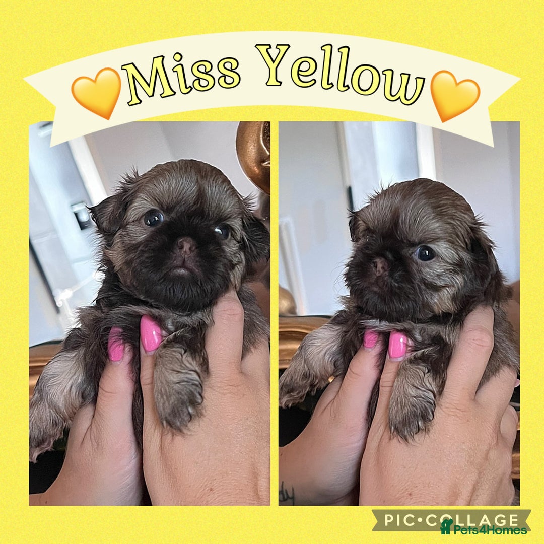 Shih Tzu dogs for sale: Stunning KC chocolate imperial Shihtzu puppies - Image 23