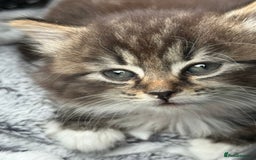 Mixed Breed cats for sale: Mixed breed Kitten - Advert 1