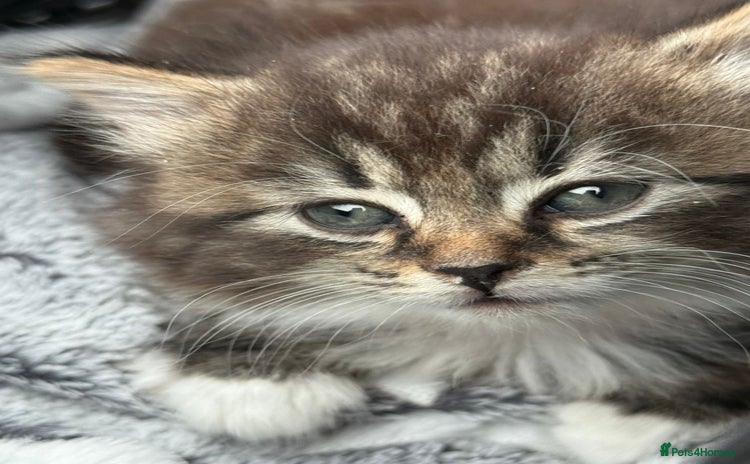 Mixed Breed cats Mixed breed Kitten - Advert 1