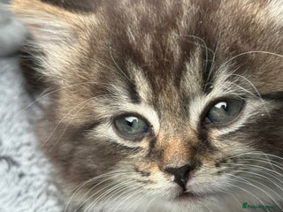 Mixed Breed cats Mixed breed Kitten - Advert 1