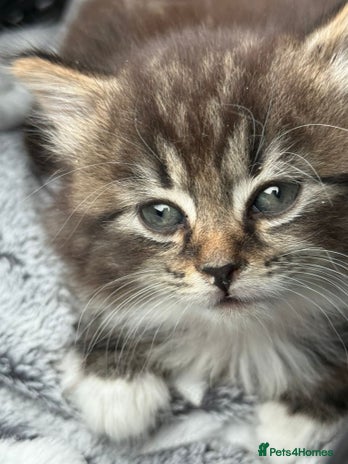 Mixed Breed cats Mixed breed Kitten - Advert 1