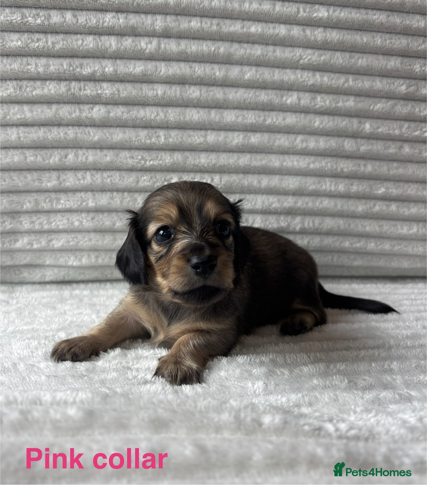 Miniature Dachshund dogs Beautiful Long-Haired Miniature Dachshund Puppies - Advert 1