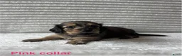 Miniature Dachshund dogs for sale: Beautiful Long-Haired Miniature Dachshund Puppies in Saint Austell - Advert 1