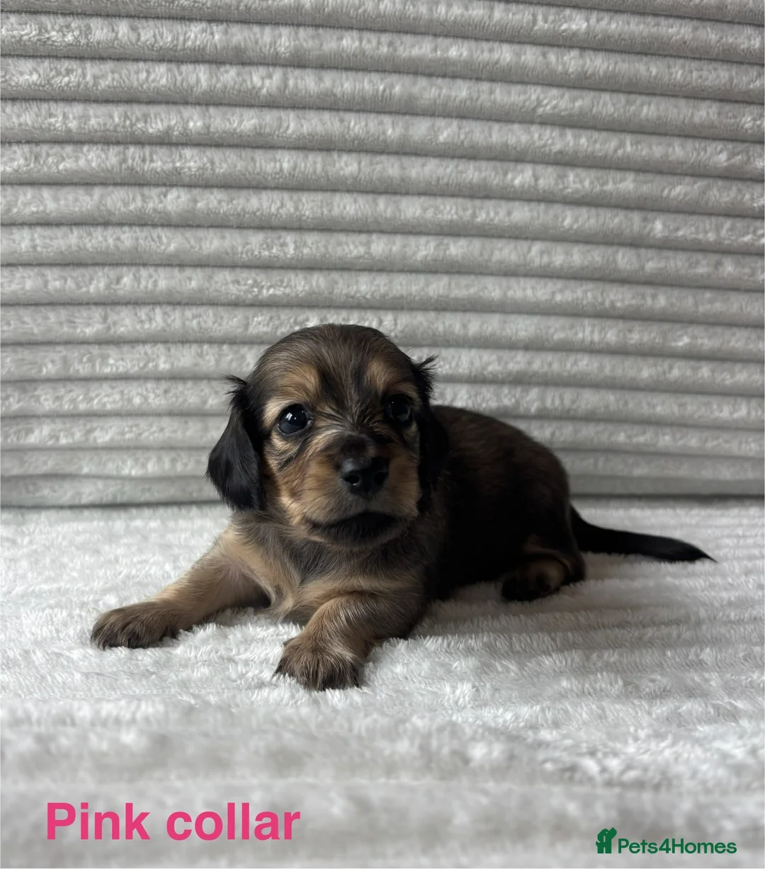 Miniature Dachshund dogs for sale: Beautiful Long-Haired Miniature Dachshund Puppies in Saint Austell - Advert 1