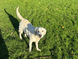 Golden Retriever dogs Kc registered 6 month feamale golden retriever - Advert 1