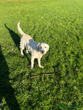 Golden Retriever dogs Kc registered 6 month feamale golden retriever - Advert 1