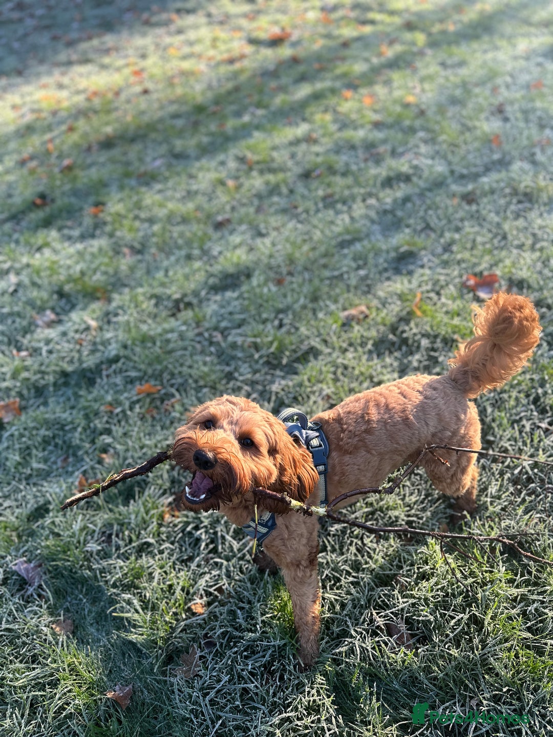 Cockapoo dogs for stud: Bear – DNA Tested Cockapoo Stud (Poodle-Dominant) - Advert 6