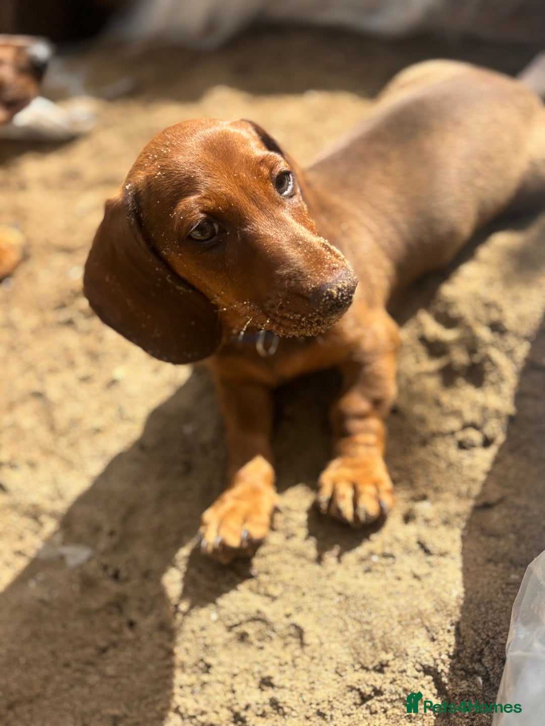 Miniature Dachshund dogs for sale: Miniature Dachshund - Image 5