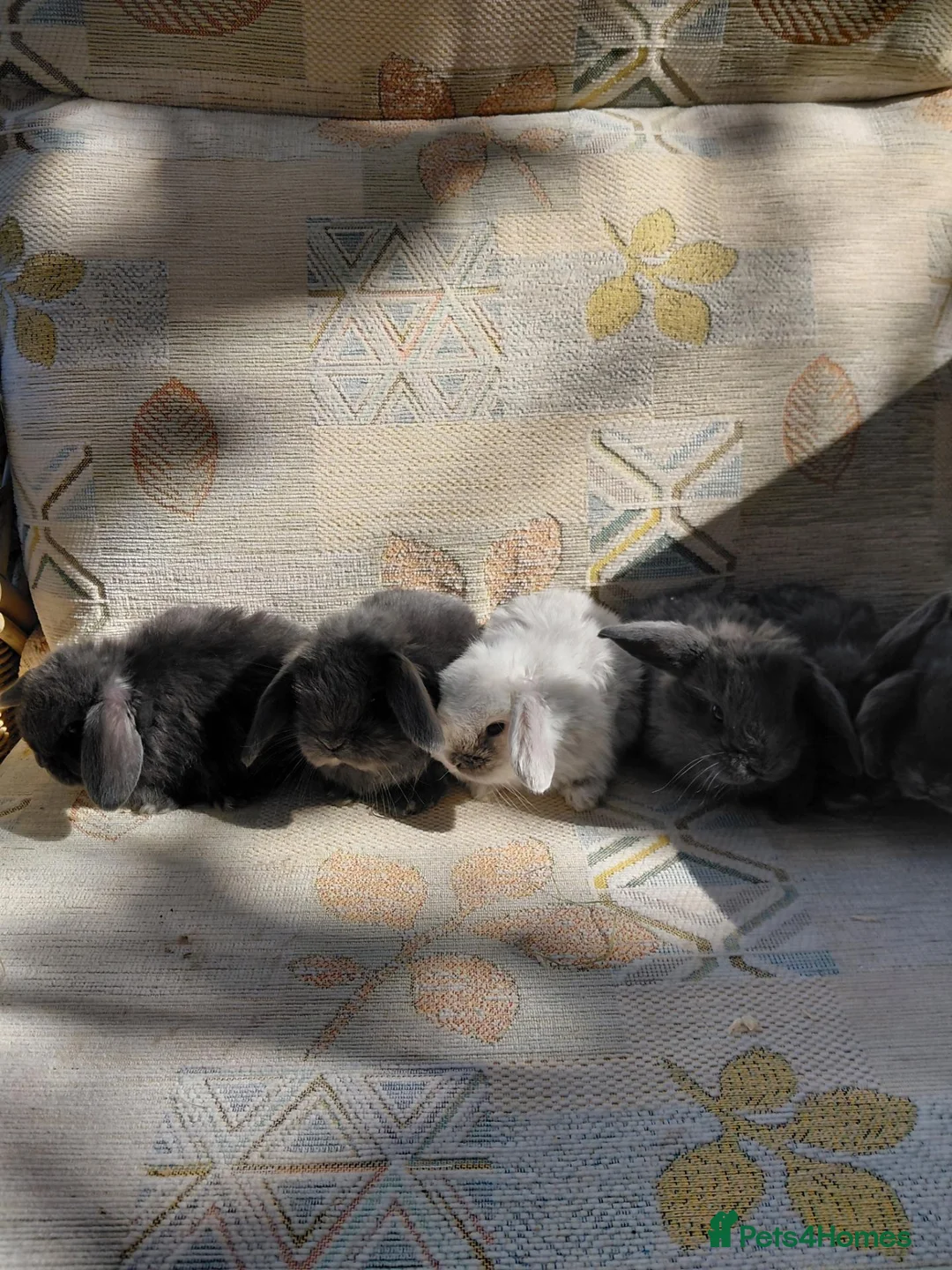 Mini Lop rabbits for sale: mini lops - Advert 1