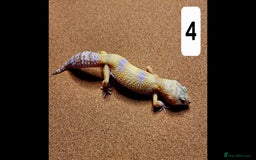 Leopard Gecko reptiles for sale: Selling Leopard Geckos  - Image 2