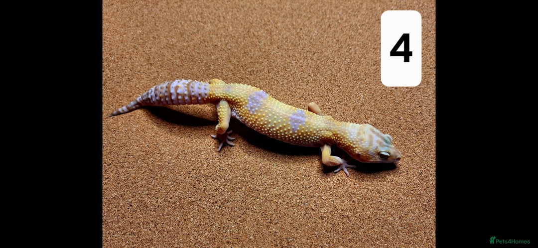 Leopard Gecko reptiles for sale: Selling Leopard Geckos  - Image 2
