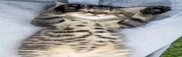 Mixed Breed cats for sale: Stunning Bengal x Tabby Kittens Ready Now! in Bradford - Advert 2