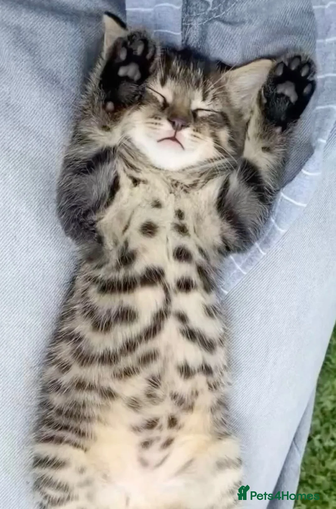 Mixed Breed cats for sale: Stunning Bengal x Tabby Kittens Ready Now! in Bradford - Advert 2