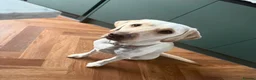 Labrador Retriever dogs for sale: KC Reg Fox Red / Blonde  Lab Puppies – Home Reared - Advert 19