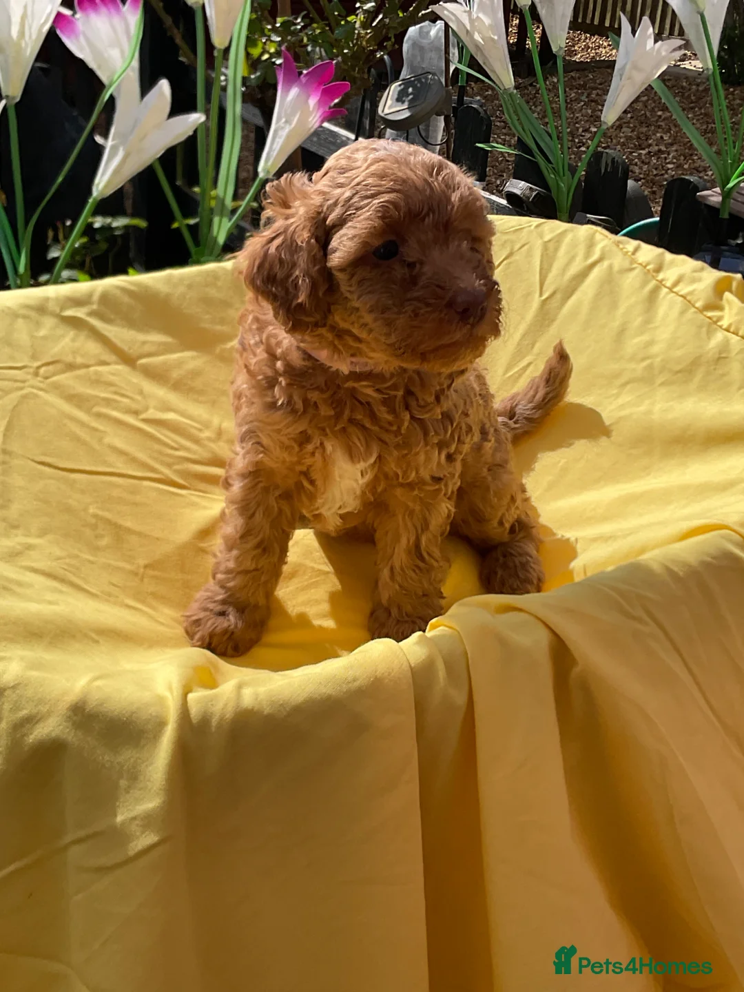 Toy Poodle dogs for sale: Stunning Toy Poodle Puppies in Eastleigh - Advert 8