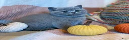 British Shorthair cats for sale: British Shorthair Girls - Advert 28