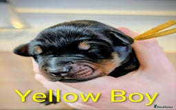 Dobermann dogs for sale: #ShadowdairDobermans #Pregnancy#DobermanLove - Image 26