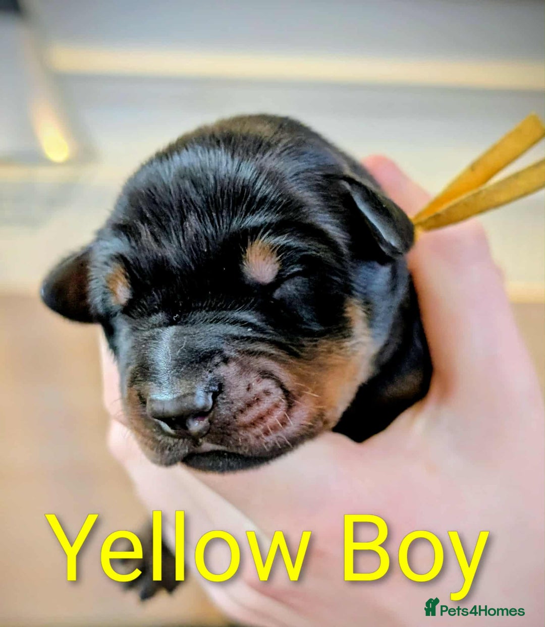 Dobermann dogs for sale: #ShadowdairDobermans #Pregnancy#DobermanLove - Image 26