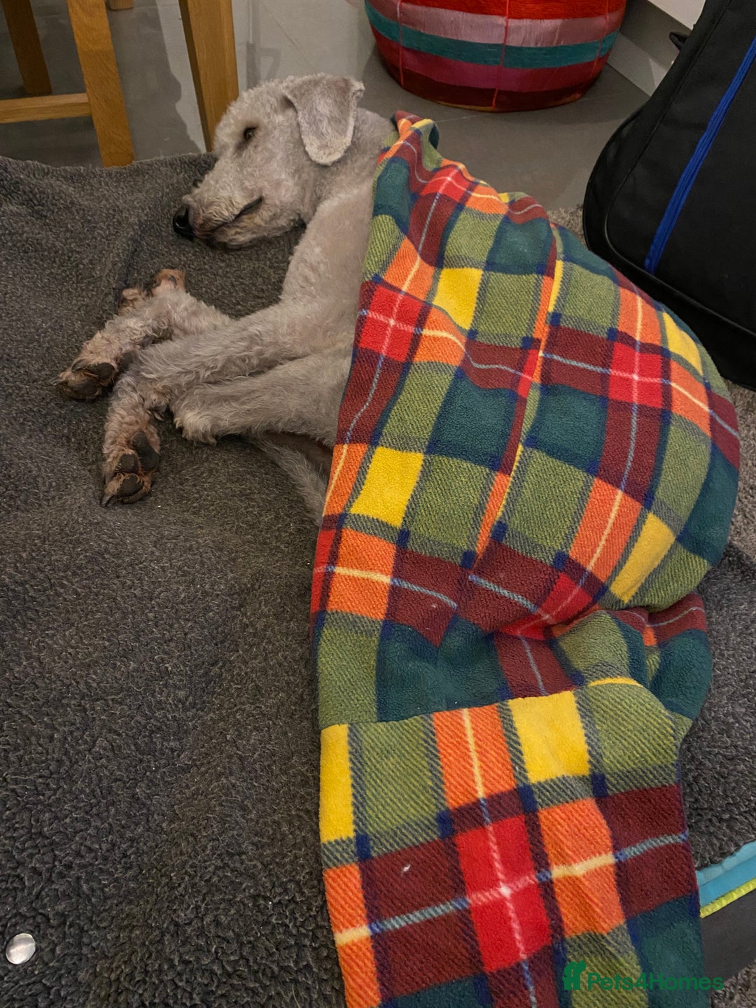 Mixed Breed dogs for sale: Beautiful Bedlington/Greyhound Cross  - Advert 22