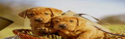 Labrador Retriever dogs for sale: Exceptional fully health tested dark red pups in Droitwich - Advert 3