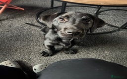 Labrador Retriever dogs for sale: black Labrador retriever  - Advert 2