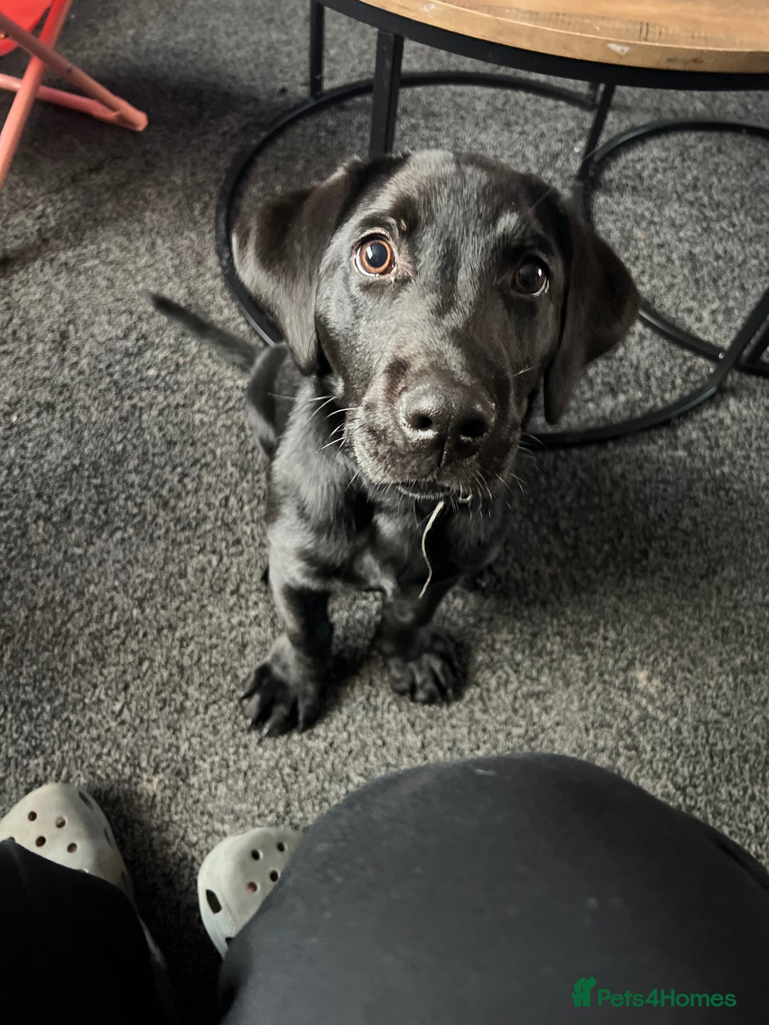 Labrador Retriever dogs for sale: black Labrador retriever  - Advert 2