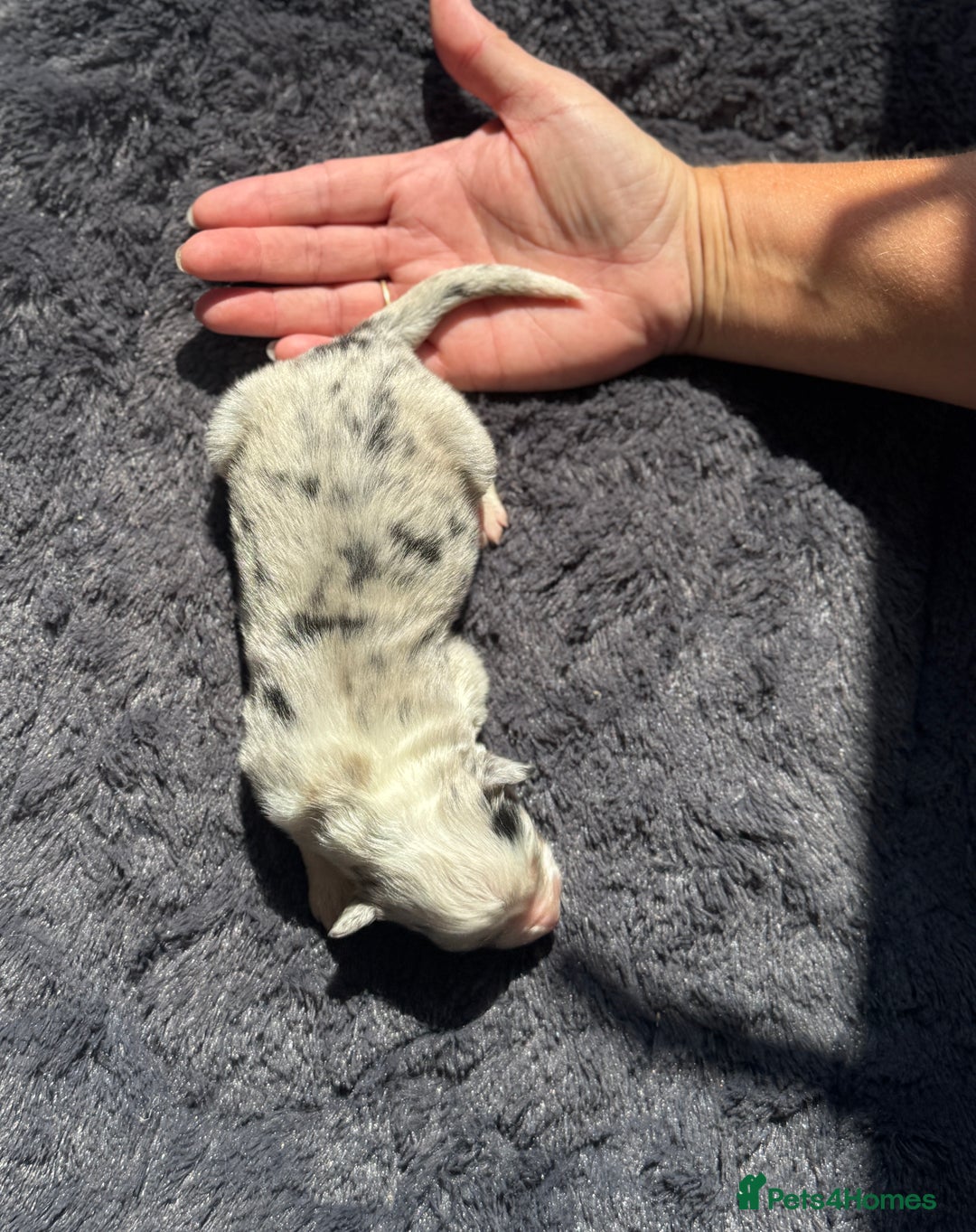 Australian Shepherd dogs for sale: KC registered Australian Shepard puppies - Image 7
