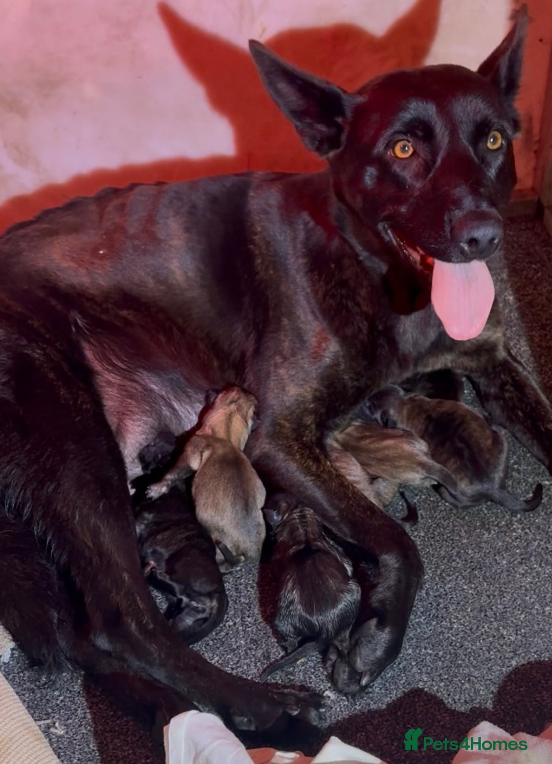 Mixed Breed dogs for sale: Dutch Malinois Puppies- Ready 13/12/2025 - Advert 2