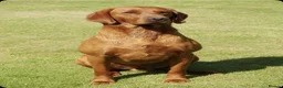 Labrador Retriever dogs for sale: Dark Fox Red Labrador Puppies - KC Registered  in Preston - Advert 10